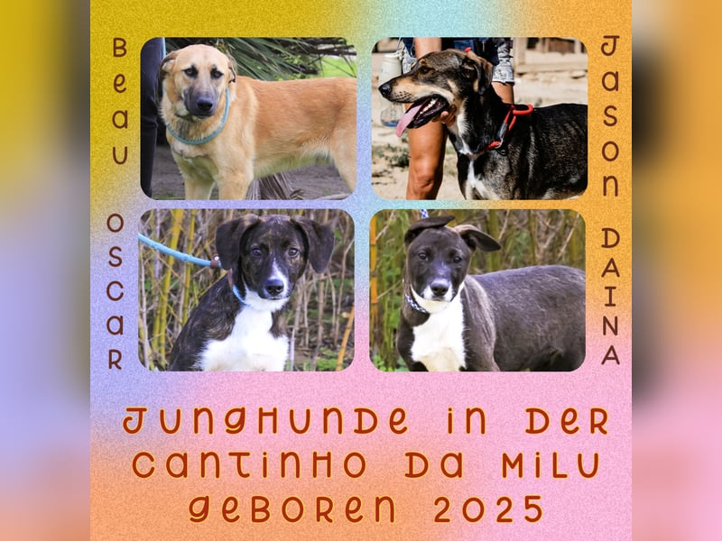 Jason - ein großer, freundlicher und menschenbezogener Junghund