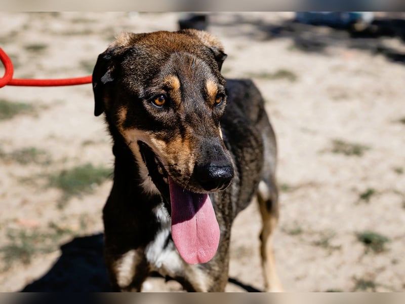 Jason - ein großer, freundlicher und menschenbezogener Junghund