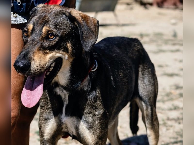 Jason - ein großer, freundlicher und menschenbezogener Junghund