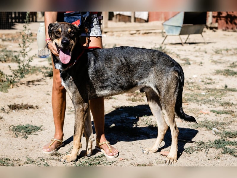 Jason - ein großer, freundlicher und menschenbezogener Junghund