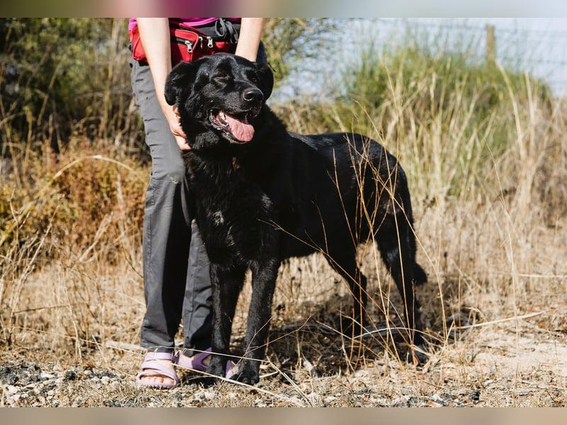 JASON ▪️ STORM | 2 von ~650 Hunden in der Cantinho da Milu