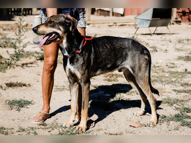 Jason - ein großer, freundlicher und menschenbezogener Junghund