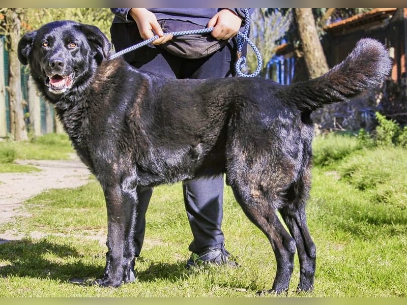 JASON ▪️ STORM | 2 von ~650 Hunden in der Cantinho da Milu