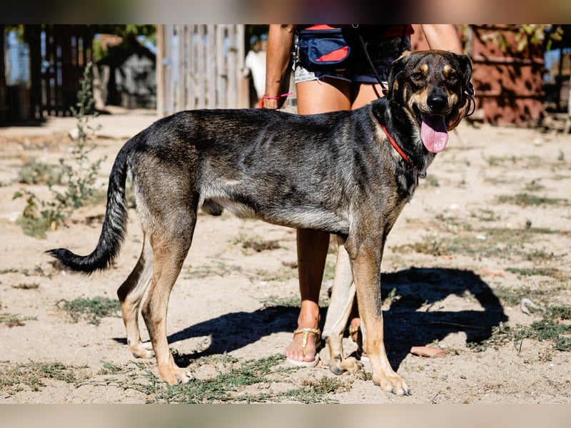 Jason - ein großer, freundlicher und menschenbezogener Junghund