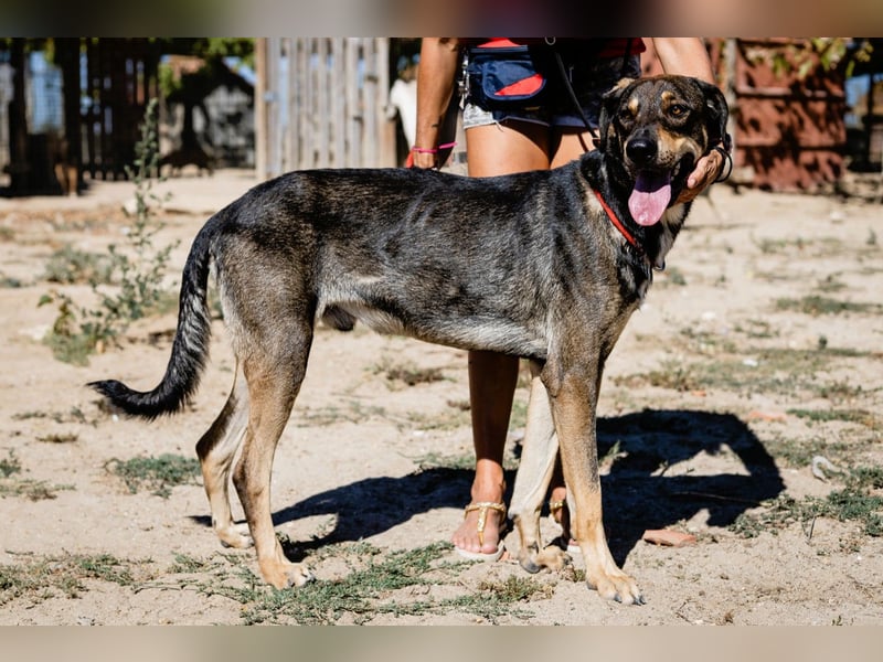 Jason - ein großer, freundlicher und menschenbezogener Junghund