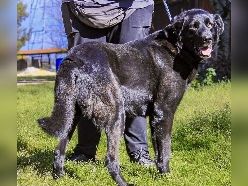JASON ▪️ STORM | 2 von ~650 Hunden in der Cantinho da Milu