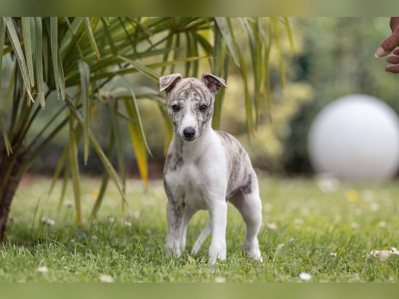 Whippet Welpen