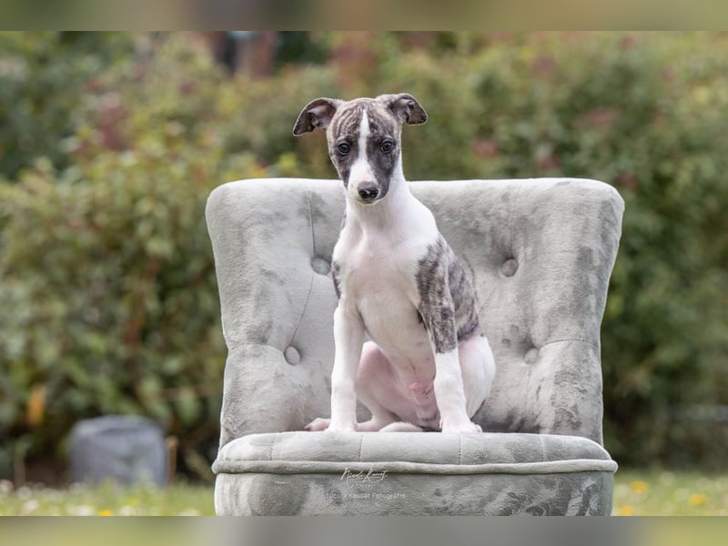 Whippet Welpen