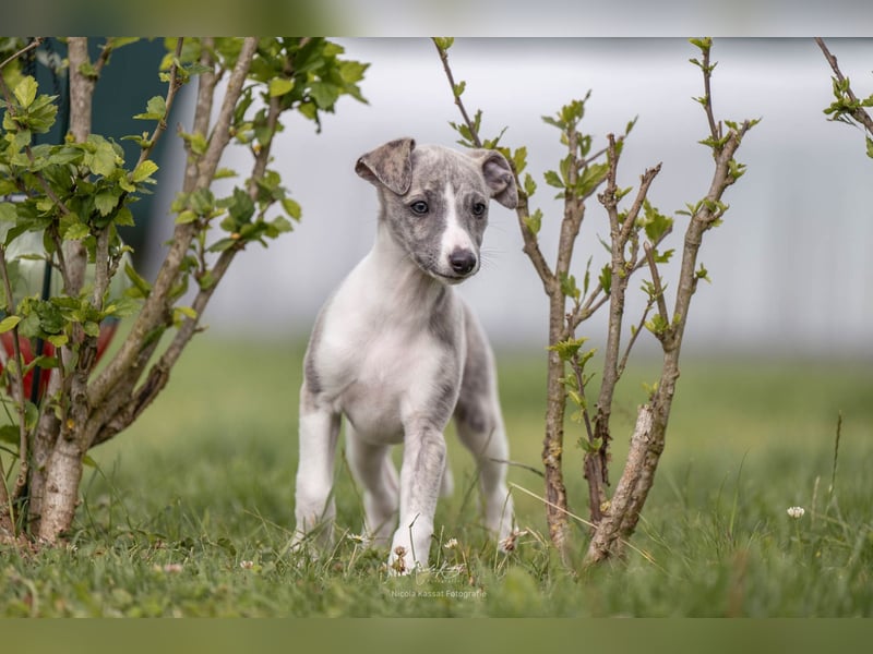 Whippet Welpen