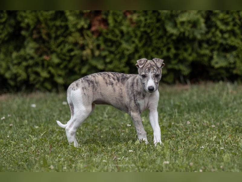 Whippet Welpen