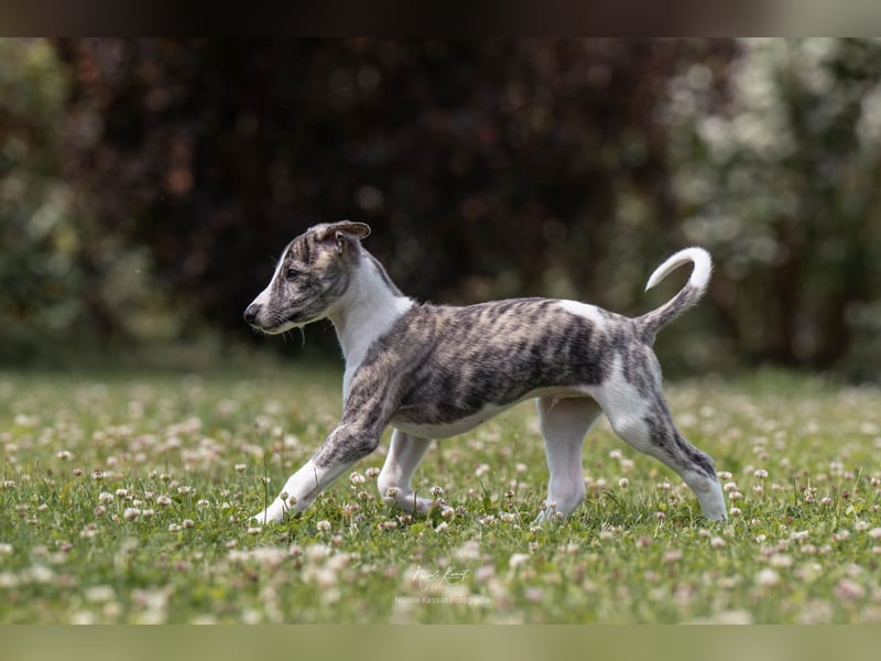 Whippet Welpen