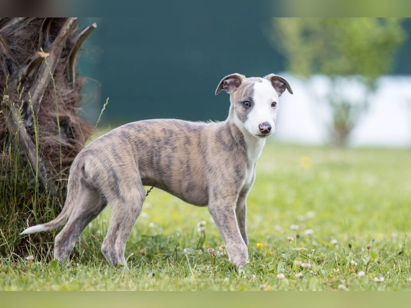 Whippet Welpen