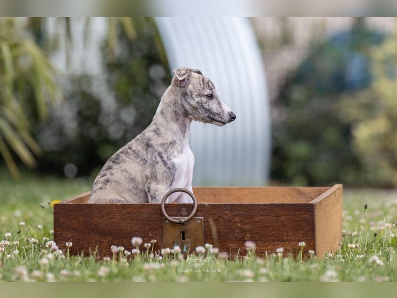 Whippet Welpen