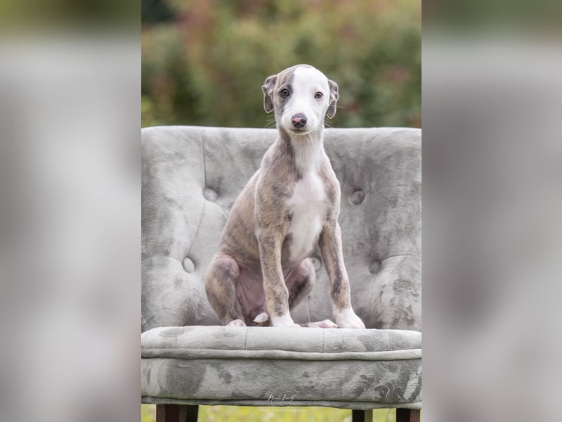 Whippet Welpen