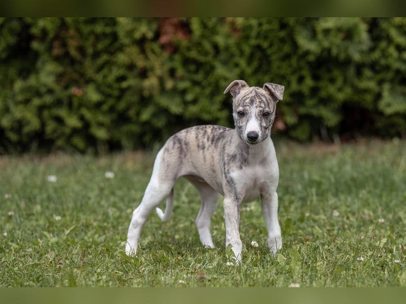Whippet Welpen