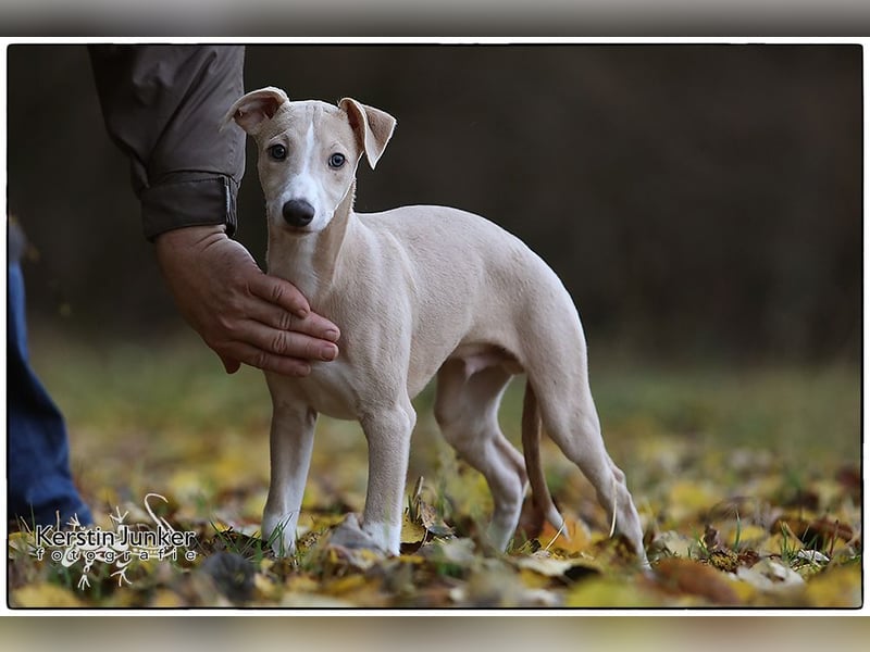 Whippet Welpen 