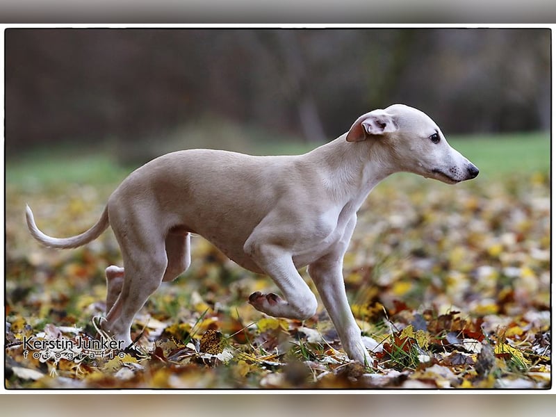Whippet Welpen 