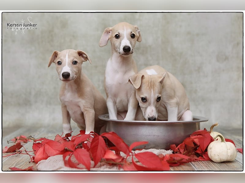 Whippet Welpen 