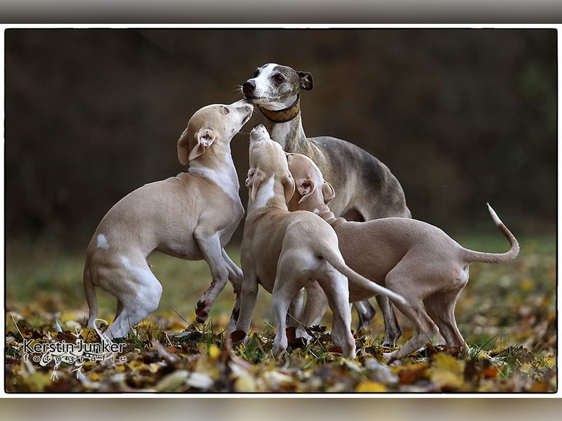 Whippet Welpen 