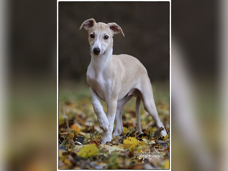 Whippet Welpen 