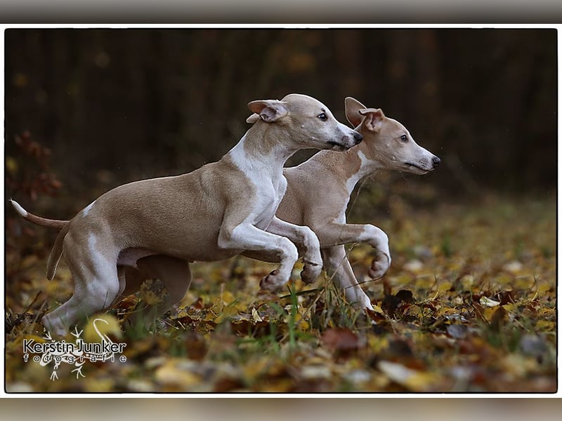 Whippet Welpen 