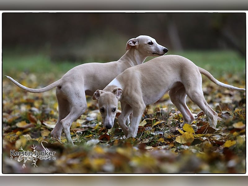 Whippet Welpen 