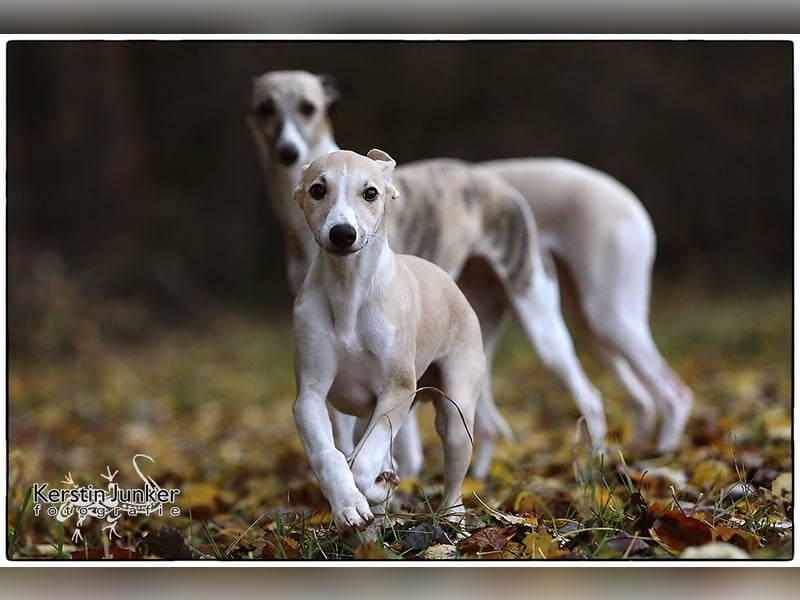 Whippet Welpen 