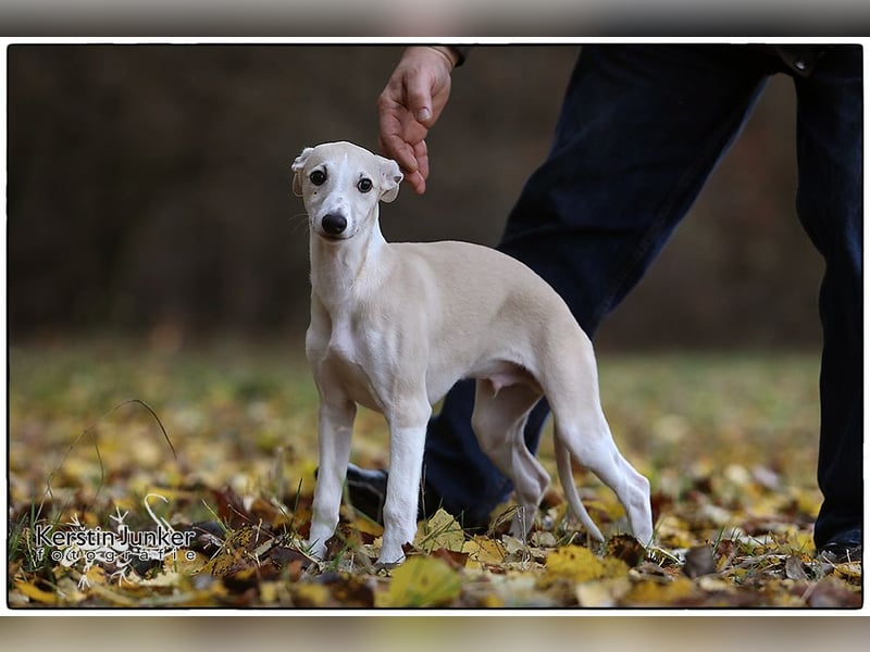 Whippet Welpen 