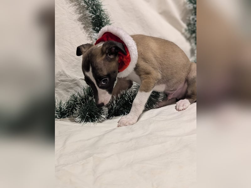 Muntere Whippetwelpen suchen sportlichen Sofaplatz!