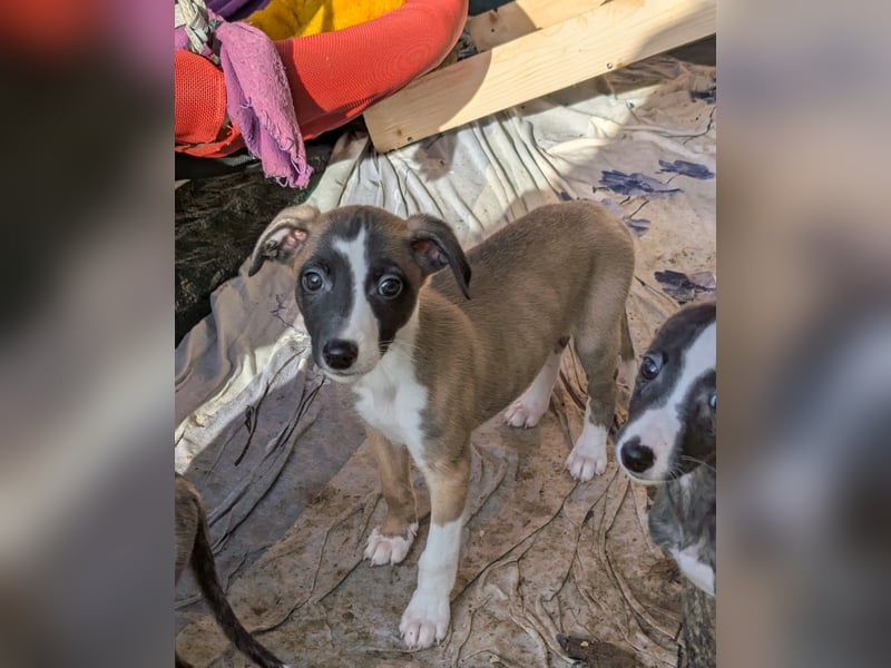 Muntere Whippetwelpen suchen sportlichen Sofaplatz!