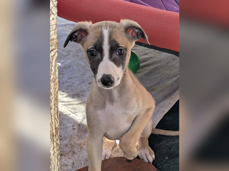 Muntere Whippetwelpen suchen sportlichen Sofaplatz!