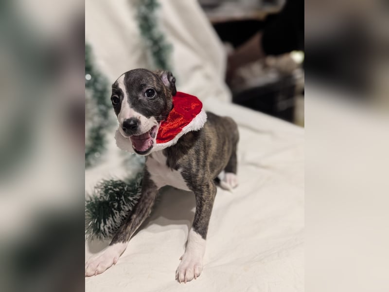 Muntere Whippetwelpen suchen sportlichen Sofaplatz!