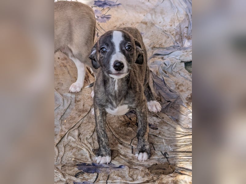 Muntere Whippetwelpen suchen sportlichen Sofaplatz!