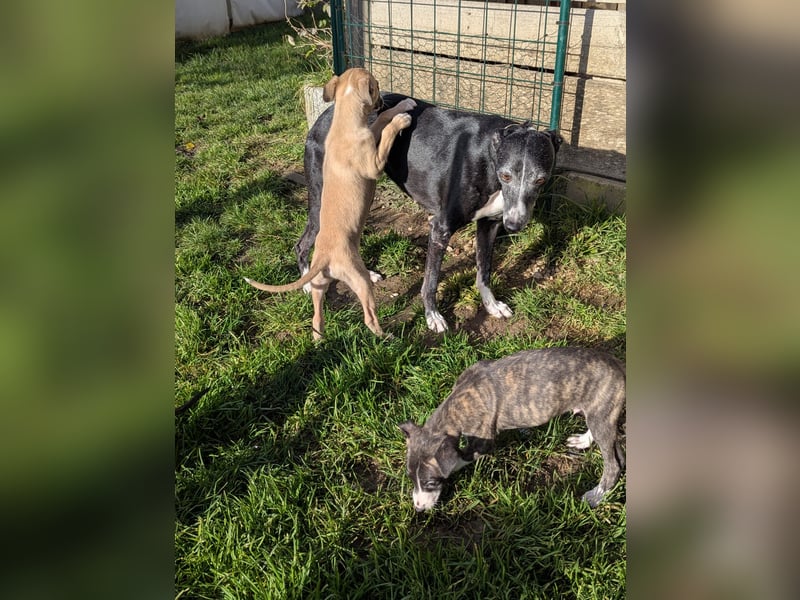 Muntere Whippetwelpen suchen sportlichen Sofaplatz!