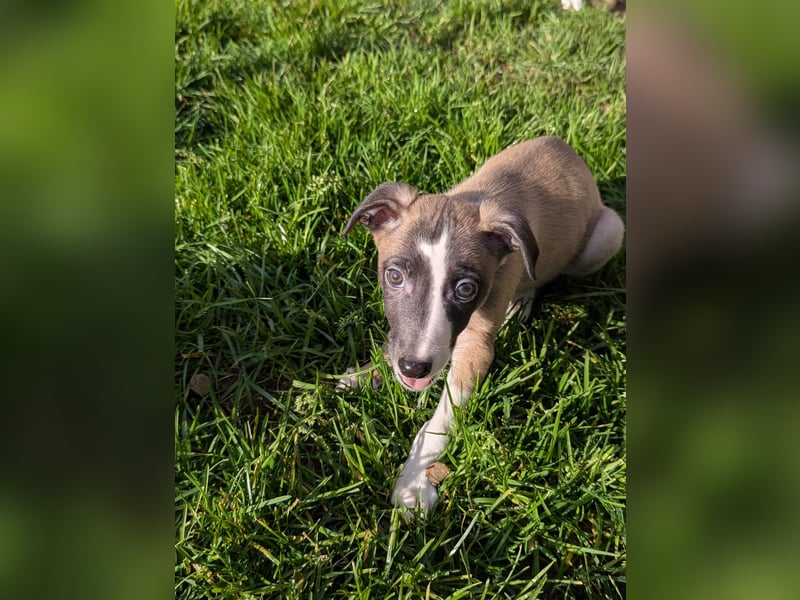 Muntere Whippetwelpen suchen sportlichen Sofaplatz!
