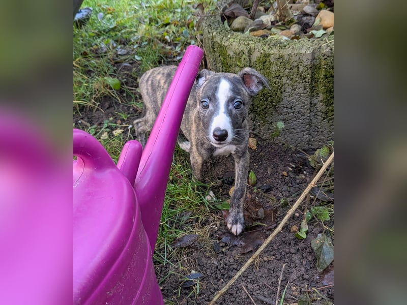 Muntere Whippetwelpen suchen sportlichen Sofaplatz!