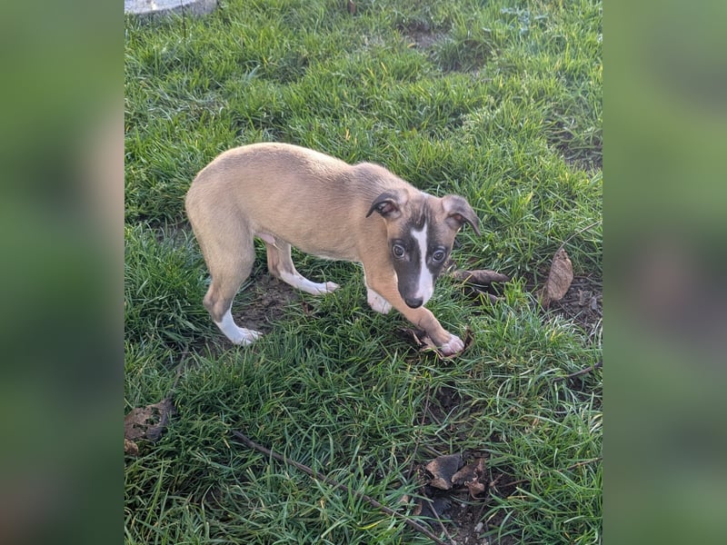 Muntere Whippetwelpen suchen sportlichen Sofaplatz!