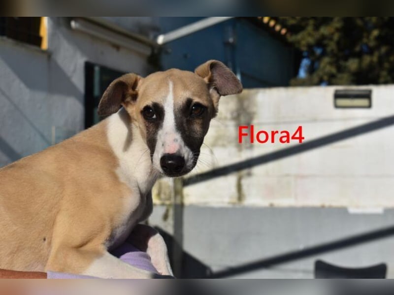 Flora4 geb. 11/2025 (ESP) - freundliche, fröhliche, verschmuste und verspielte Whippet-Maus!
