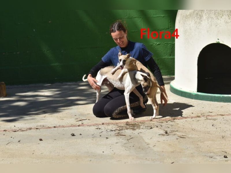 Flora4 geb. 11/2025 (ESP) - freundliche, fröhliche, verschmuste und verspielte Whippet-Maus!