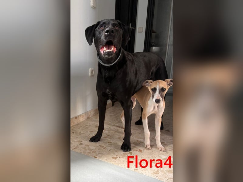 Flora4 geb. 11/2025 (ESP) - freundliche, fröhliche, verschmuste und verspielte Whippet-Maus!