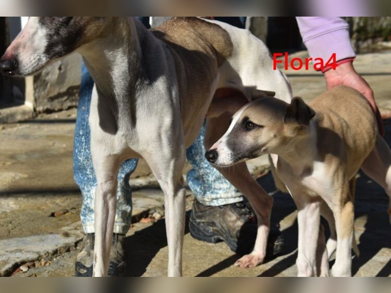 Flora4 geb. 11/2025 (ESP) - freundliche, fröhliche, verschmuste und verspielte Whippet-Maus!