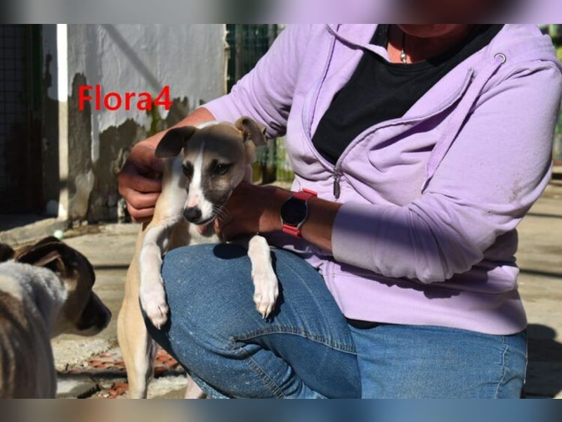 Flora4 geb. 11/2025 (ESP) - freundliche, fröhliche, verschmuste und verspielte Whippet-Maus!