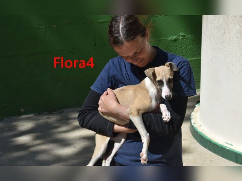 Flora4 geb. 11/2025 (ESP) - freundliche, fröhliche, verschmuste und verspielte Whippet-Maus!