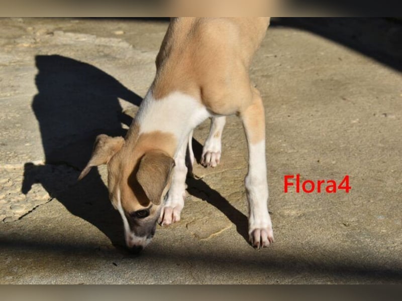 Flora4 geb. 11/2025 (ESP) - freundliche, fröhliche, verschmuste und verspielte Whippet-Maus!