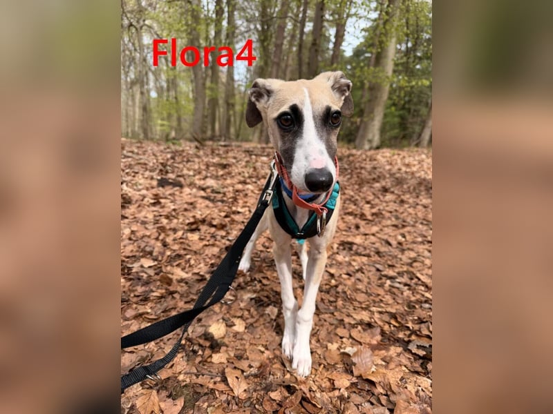 Flora4 geb. 11/2025 (in Deutschland) - wunderschöne, unkomplizierte Junghündin!