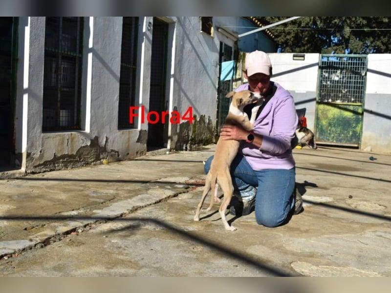 Flora4 geb. 11/2025 (in Deutschland) - wunderschöne, unkomplizierte Junghündin!