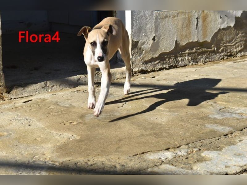 Flora4 geb. 11/2025 (in Deutschland) - wunderschöne, unkomplizierte Junghündin!