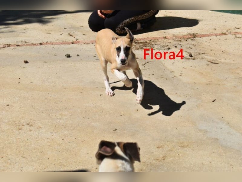 Flora4 geb. 11/2025 (in Deutschland) - wunderschöne, unkomplizierte Junghündin!