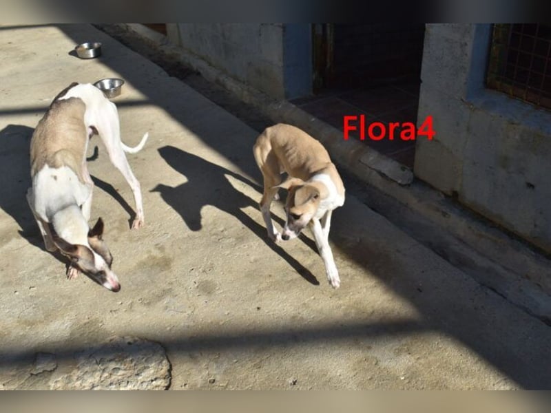 Flora4 geb. 11/2025 (in Deutschland) - wunderschöne, unkomplizierte Junghündin!