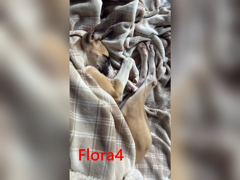 Flora4 geb. 11/2025 (in Deutschland) - wunderschöne, unkomplizierte Junghündin!